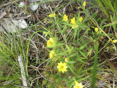 Gnidia galpinii