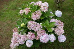Hydrangea macrophylla