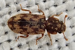 Synchita undata