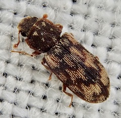 Synchita undata