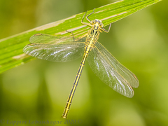 Notogomphus praetorius
