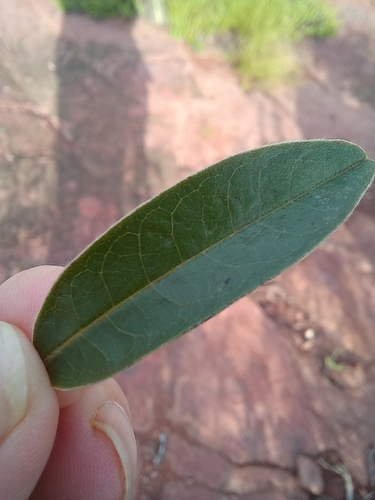 Hexalobus monopetalus, photograph 6