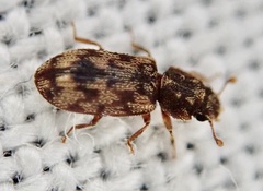 Synchita undata