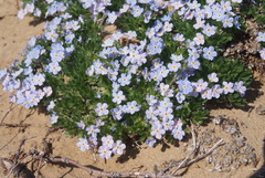 Eritrichium arctisibiricum