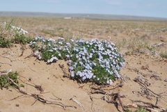 Eritrichium arctisibiricum