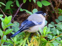 Pyrrhula murina