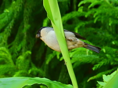 Pyrrhula murina