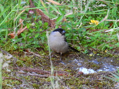 Pyrrhula murina