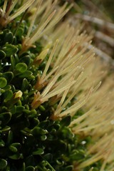 Coprosma perpusilla subantarctica