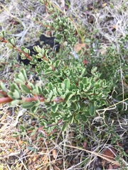 Ceanothus roderickii
