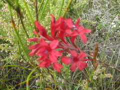 Tritoniopsis pulchra