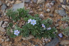 Eritrichium arctisibiricum