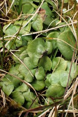 Corybas sulcatus