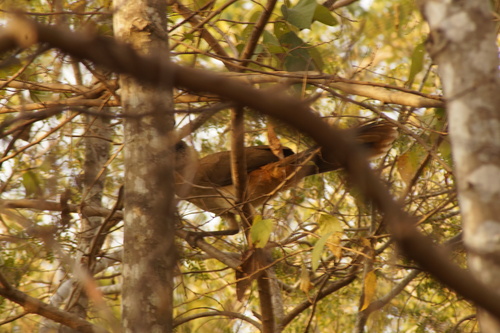West Mexican Chachalaca (Ortalis poliocephala), photo 6