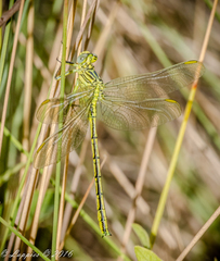 Notogomphus praetorius