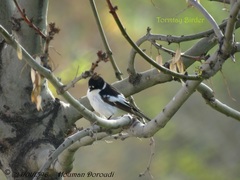 Ficedula semitorquata