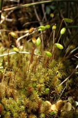 Breutelia pendula