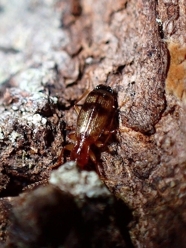 Paradromius amoenus