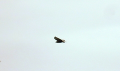Buteo buteo rothschildi