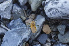 Pselliopus latispina