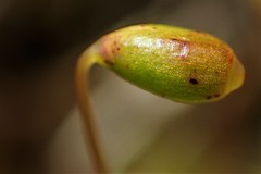 Breutelia pendula