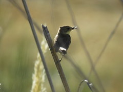 Pseudocolopteryx citreola