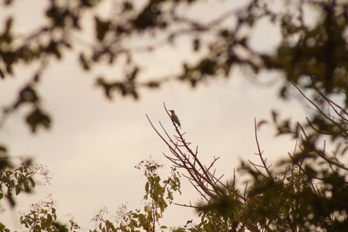 Golden-cheeked Woodpecker (Melanerpes chrysogenys), photo 6