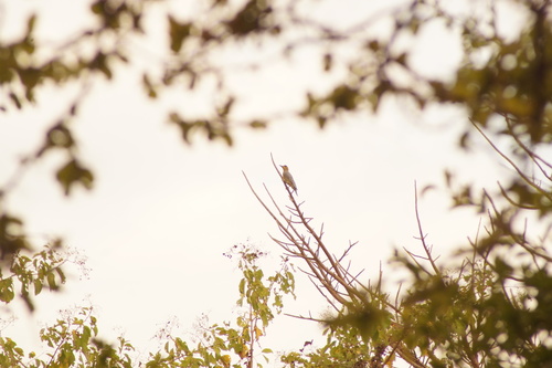 Golden-cheeked Woodpecker (Melanerpes chrysogenys), photo 7