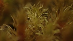 Breutelia pendula