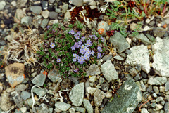 Eritrichium arctisibiricum