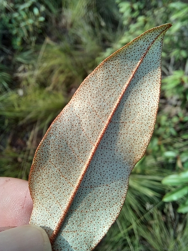 Lavender Feverberry (Croton gratissimus)