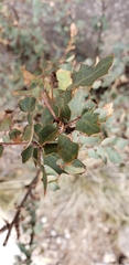 Berberis fremontii