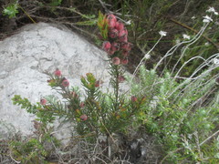 Erica holosericea