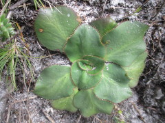 Hermas ciliata