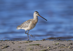 Asian Dowitcher photo 2