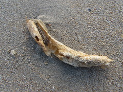 Chaetopterus variopedatus