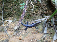 Pholidobolus vertebralis