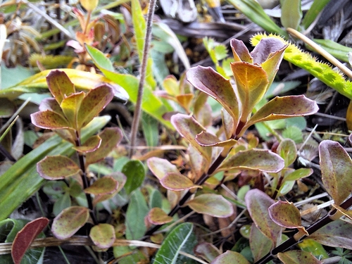 Epilobium chlorifolium observed 2026-01-29