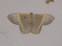 Phrygionis privignaria