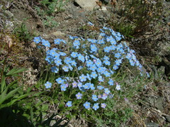 Eritrichium sericeum