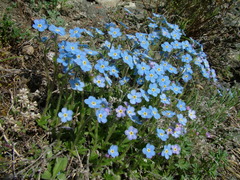 Eritrichium sericeum