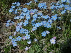 Eritrichium sericeum