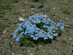 Eritrichium sericeum