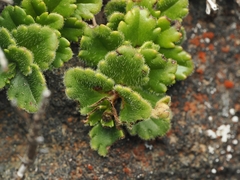 Veronica hookeriana, photograph Angus Campbell, CC BY, iNaturalist via GBIF