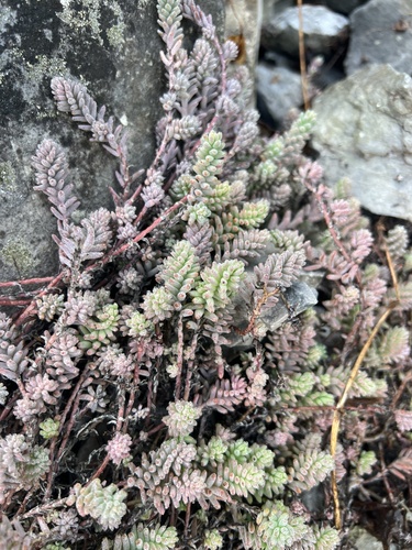 Stonecrop