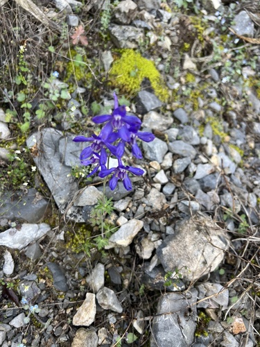 Delphinium madrense