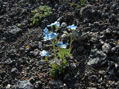 Eritrichium sericeum