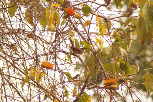 Russet-naped Wren (Campylorhynchus humilis), photo 3