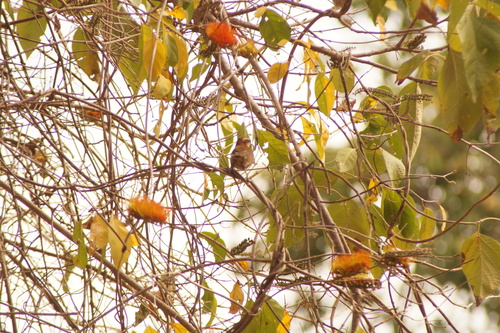 Russet-naped Wren (Campylorhynchus humilis), photo 9