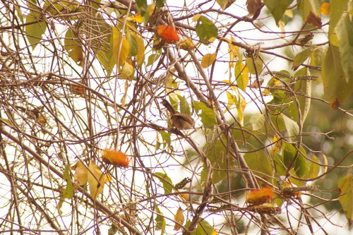Russet-naped Wren (Campylorhynchus humilis), photo 8